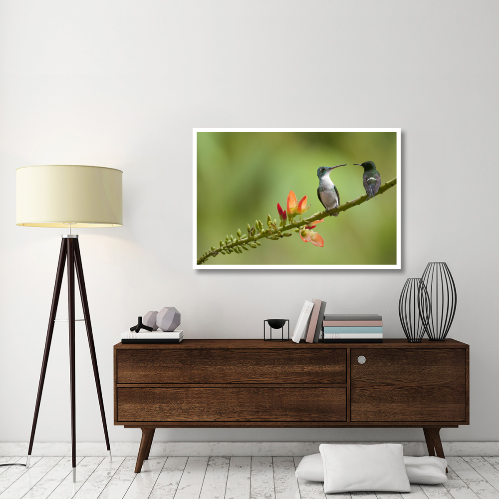 Andean Emerald with Green Thorntail female in lowland rainforest, Ecuador-Paper Art-50&quotx34"