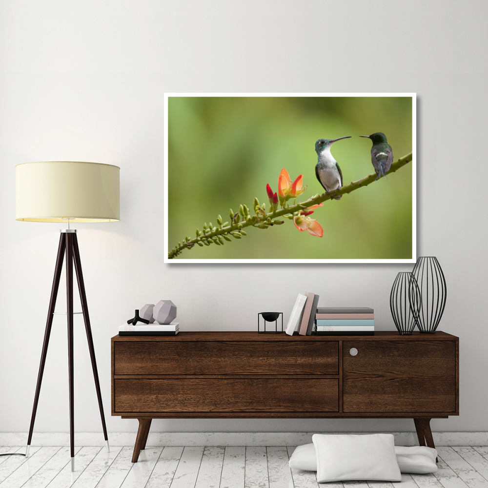 Andean Emerald with Green Thorntail female in lowland rainforest, Ecuador-Paper Art-62&quotx42"