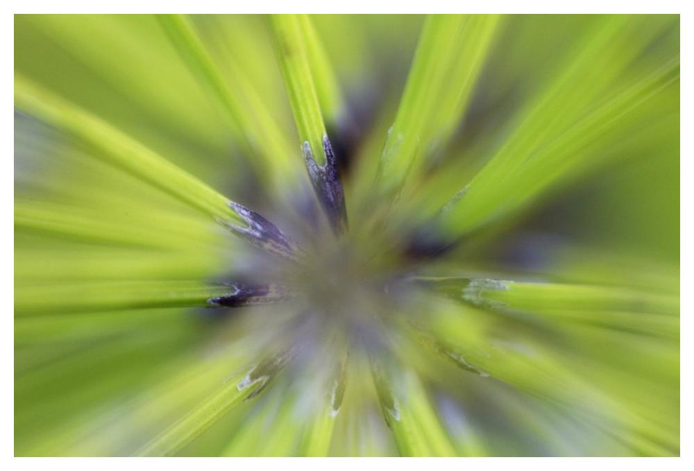 Giant Horsetail FernDetail-Paper Art-50"x34"