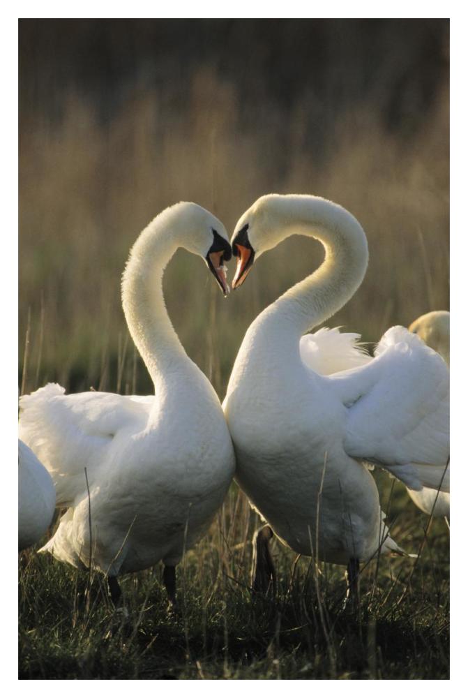 Mute Swan pair courting, Europe-Paper Art-14"x20"