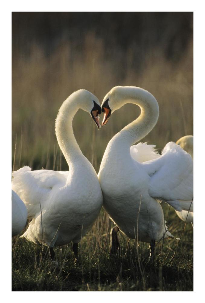 Mute Swan pair courting, Europe-Paper Art-18"x26"