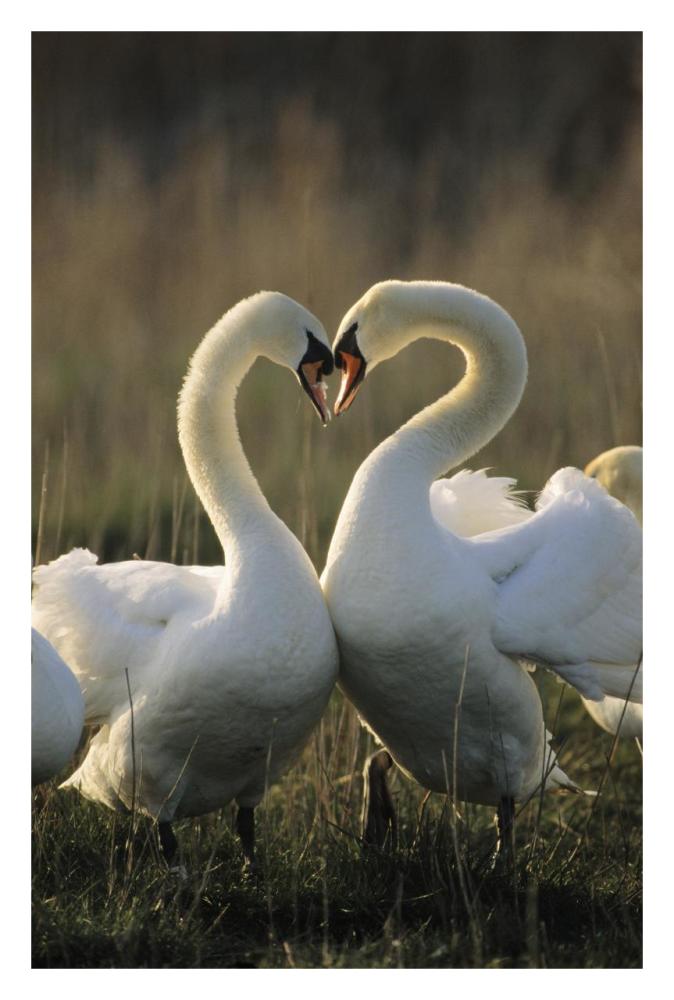 Mute Swan pair courting, Europe-Paper Art-22"x32"