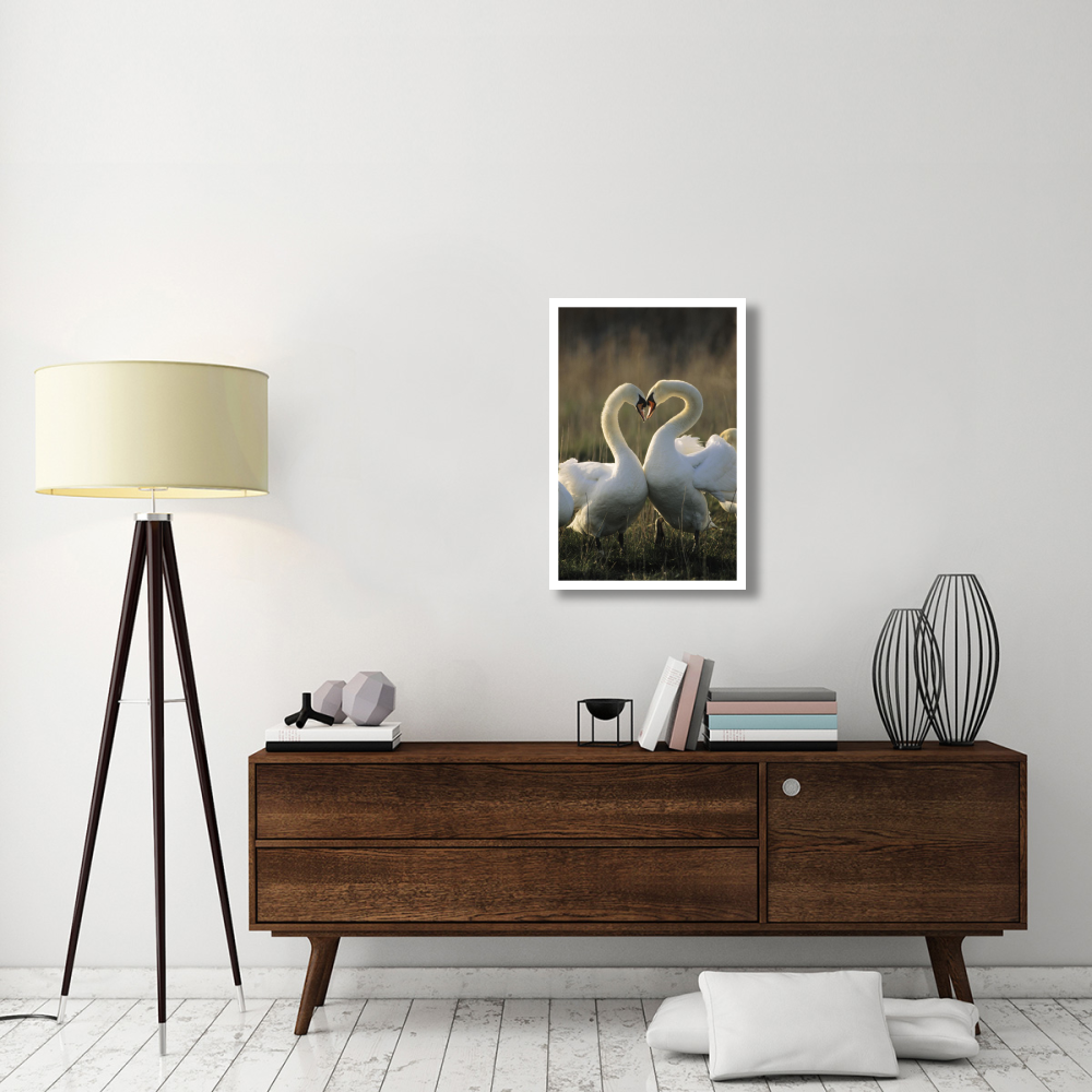 Mute Swan pair courting, Europe-Paper Art-22&quotx32"