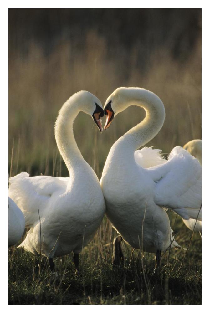 Mute Swan pair courting, Europe-Paper Art-26"x38"