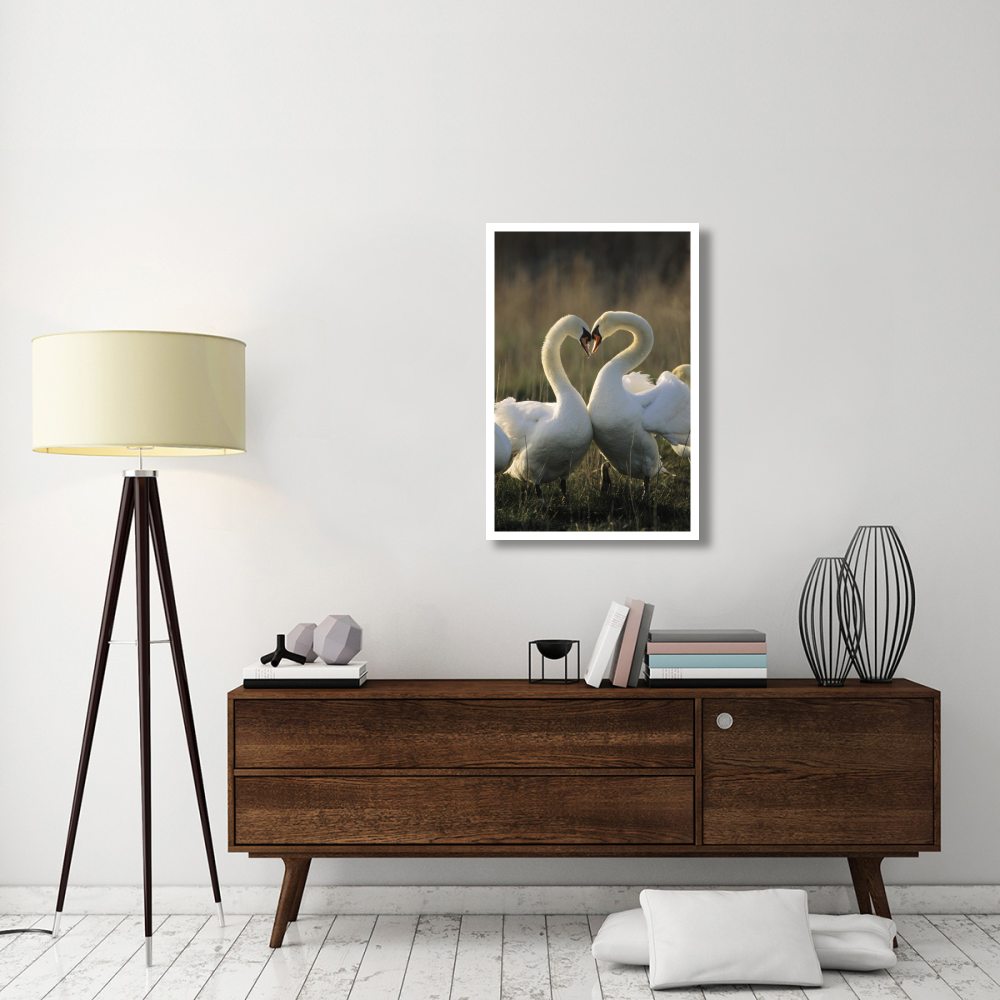 Mute Swan pair courting, Europe-Paper Art-26&quotx38"