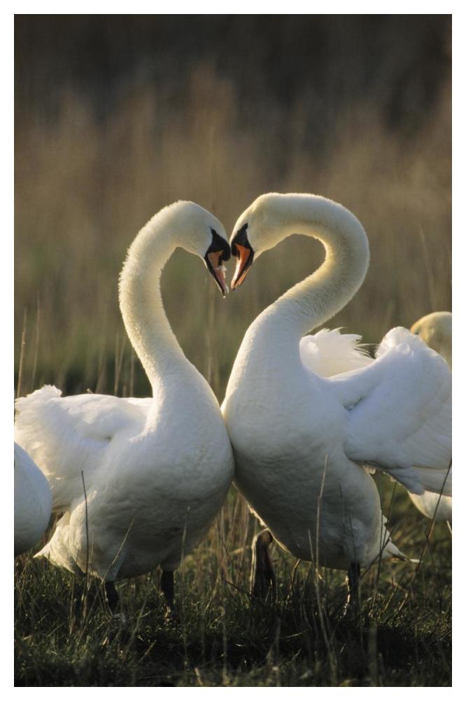 Mute Swan pair courting, Europe-Paper Art-34"x50"