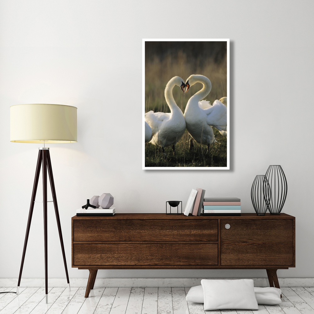 Mute Swan pair courting, Europe-Paper Art-34&quotx50"