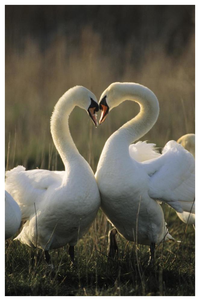 Mute Swan pair courting, Europe-Paper Art-42"x62"