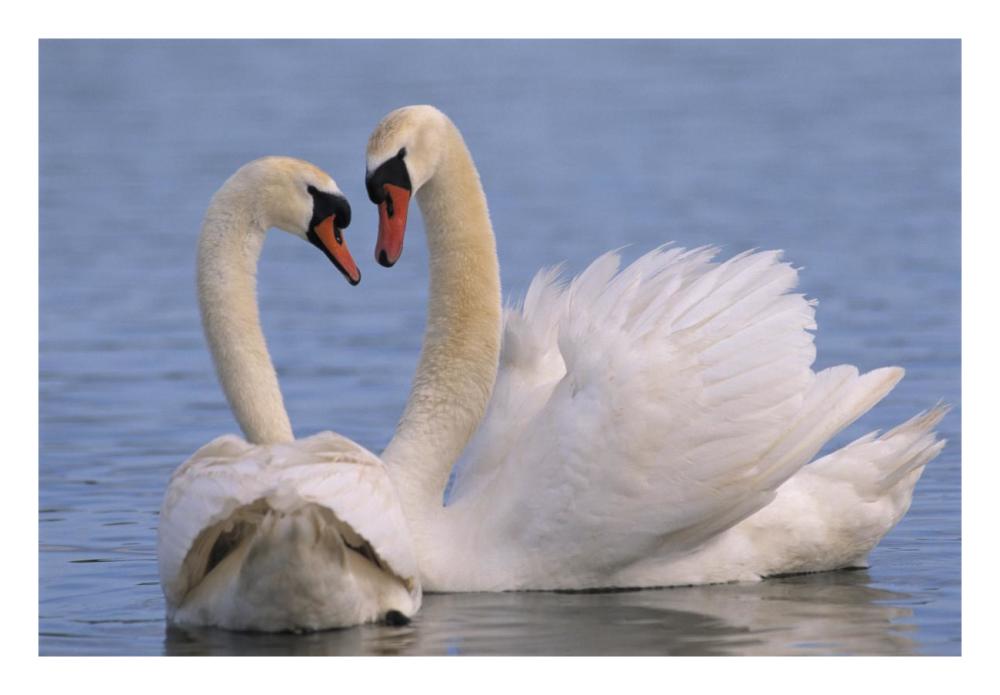 Mute Swan pair courting, Europe-Paper Art-26"x18"