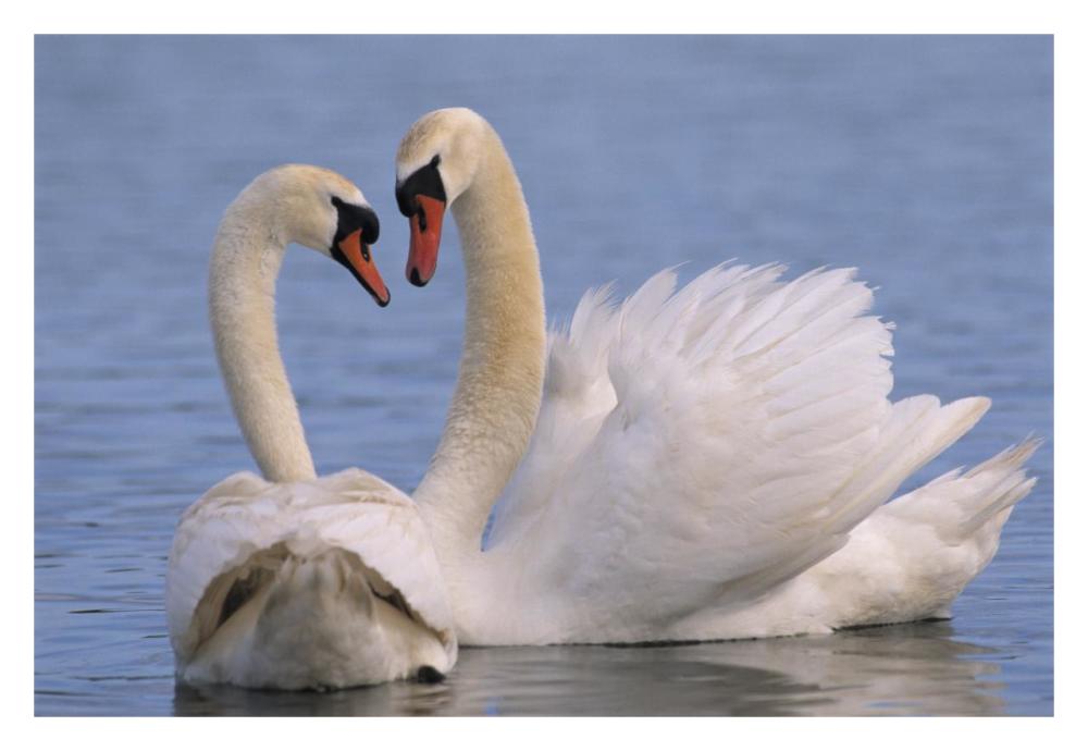 Mute Swan pair courting, Europe-Paper Art-32"x22"