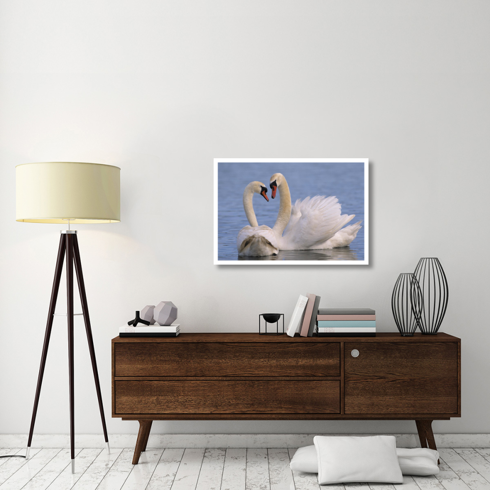 Mute Swan pair courting, Europe-Paper Art-38&quotx26"