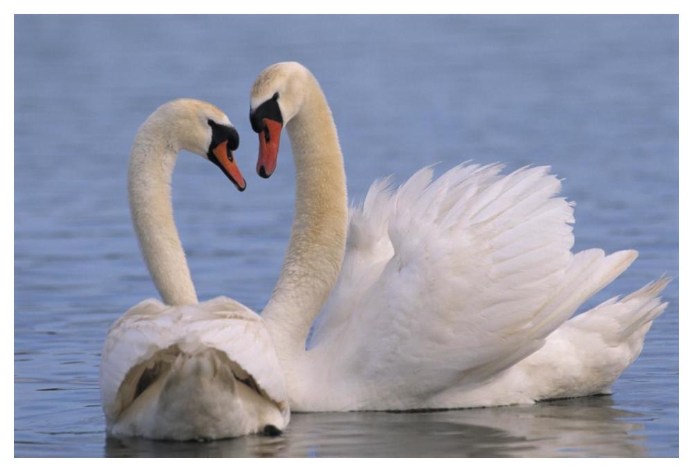 Mute Swan pair courting, Europe-Paper Art-50"x34"