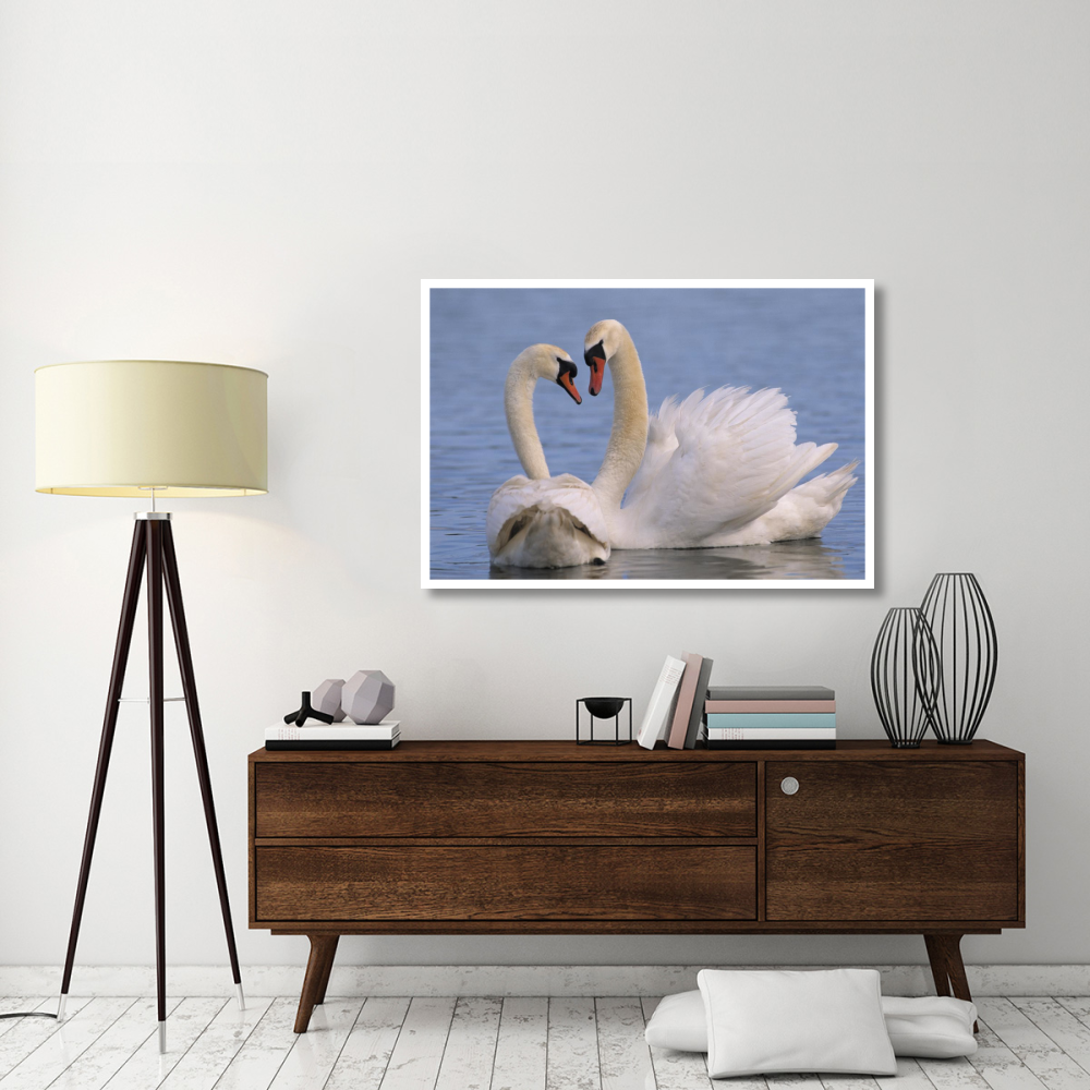 Mute Swan pair courting, Europe-Paper Art-50&quotx34"