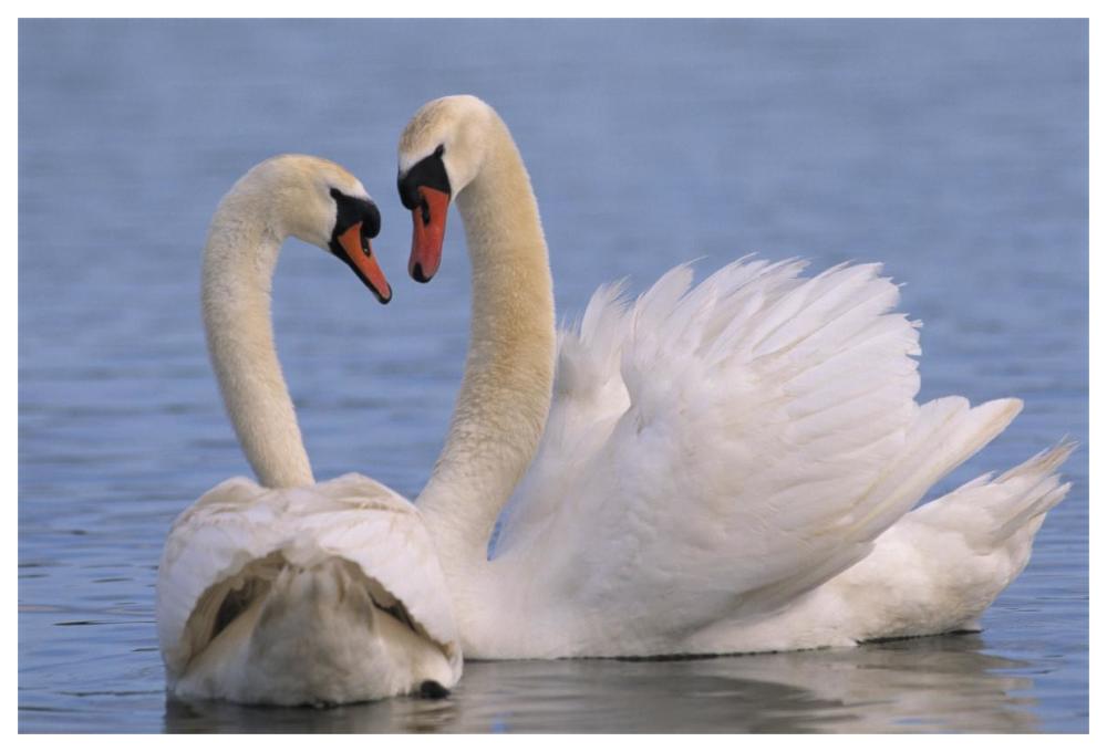 Mute Swan pair courting, Europe-Paper Art-62"x42"