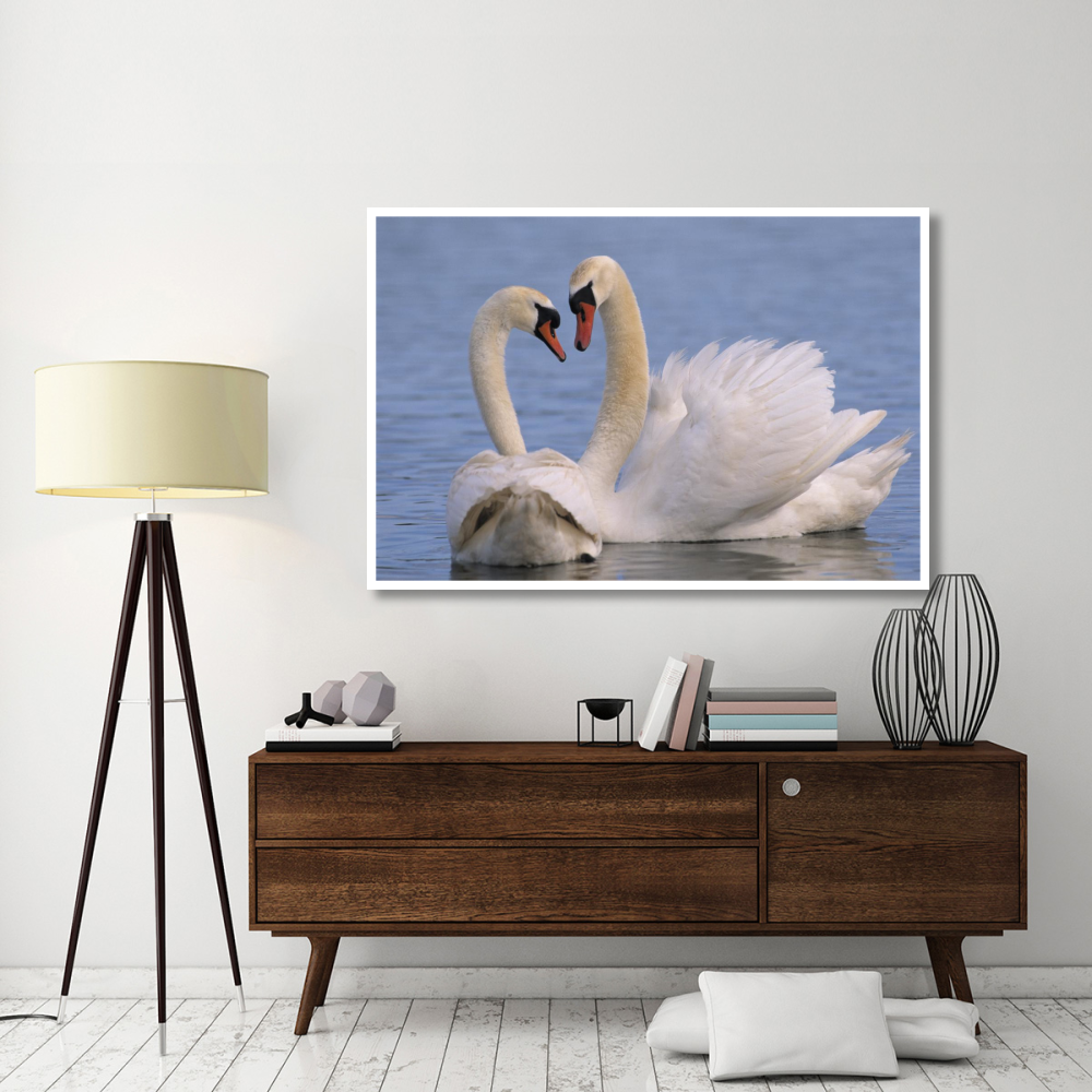 Mute Swan pair courting, Europe-Paper Art-62&quotx42"
