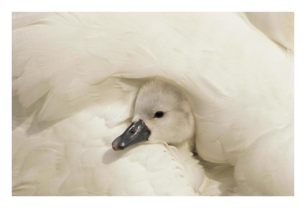 Mute Swan cygnet under its parent's wing, Europe-Paper Art-26"x18"