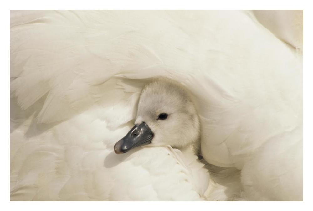 Mute Swan cygnet under its parent's wing, Europe-Paper Art-32"x22"