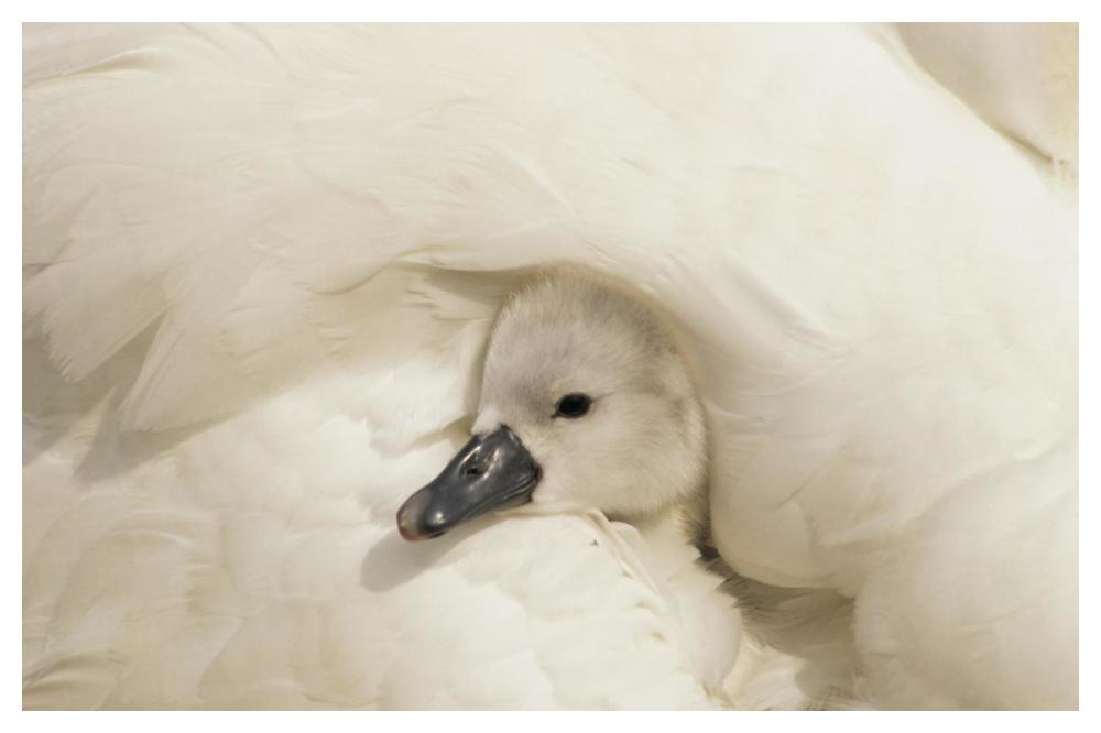 Mute Swan cygnet under its parent's wing, Europe-Paper Art-50"x34"