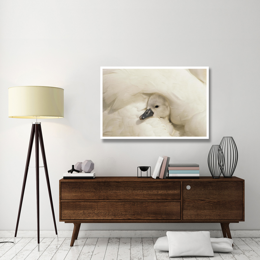 Mute Swan cygnet under its parent's wing, Europe-Paper Art-50&quotx34"