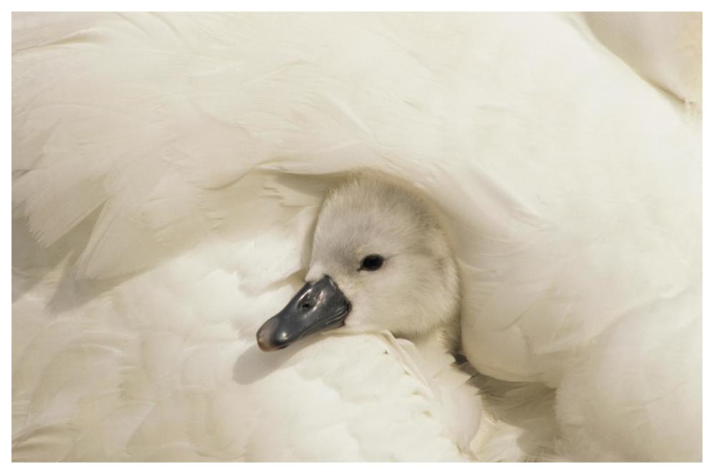 Mute Swan cygnet under its parent's wing, Europe-Paper Art-62"x42"