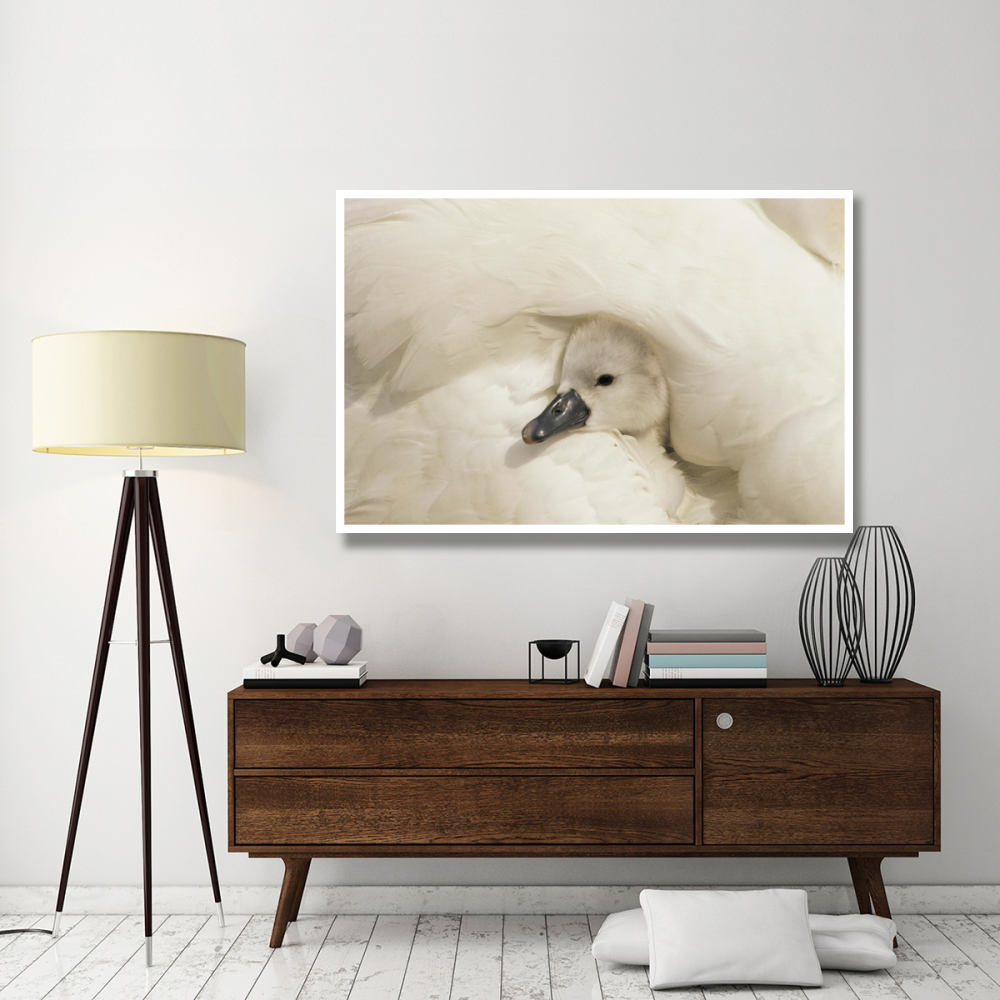 Mute Swan cygnet under its parent's wing, Europe-Paper Art-62&quotx42"