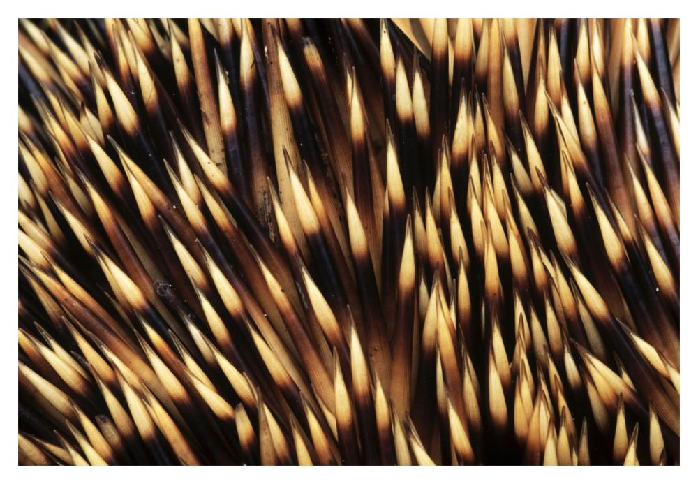 Brown-breasted Hedgehog detail of spines, Europe-Paper Art-20"x14"