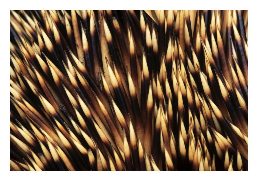 Brown-breasted Hedgehog detail of spines, Europe-Paper Art-26"x18"