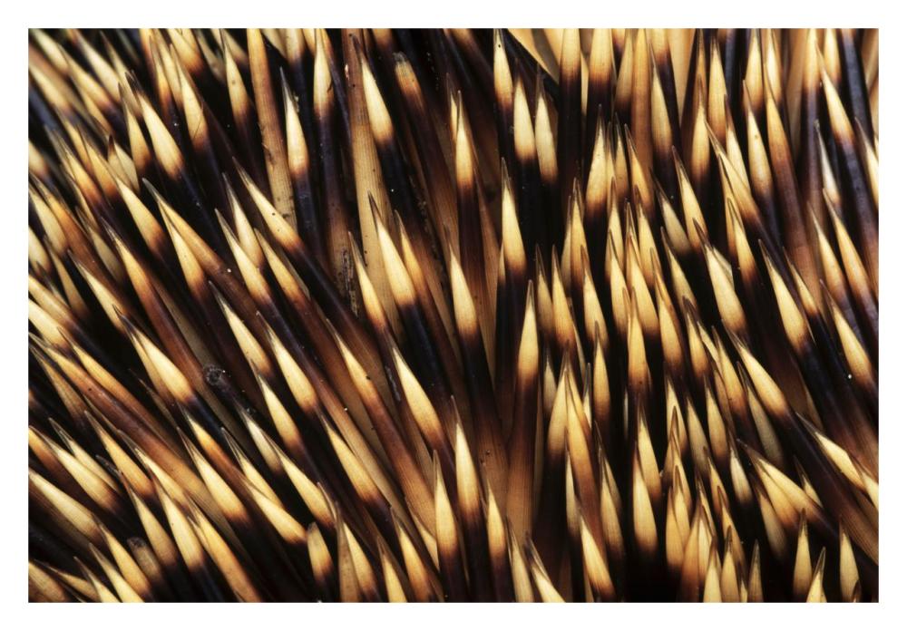 Brown-breasted Hedgehog detail of spines, Europe-Paper Art-32"x22"