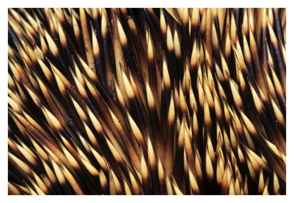 Brown-breasted Hedgehog detail of spines, Europe-Paper Art-38"x26"