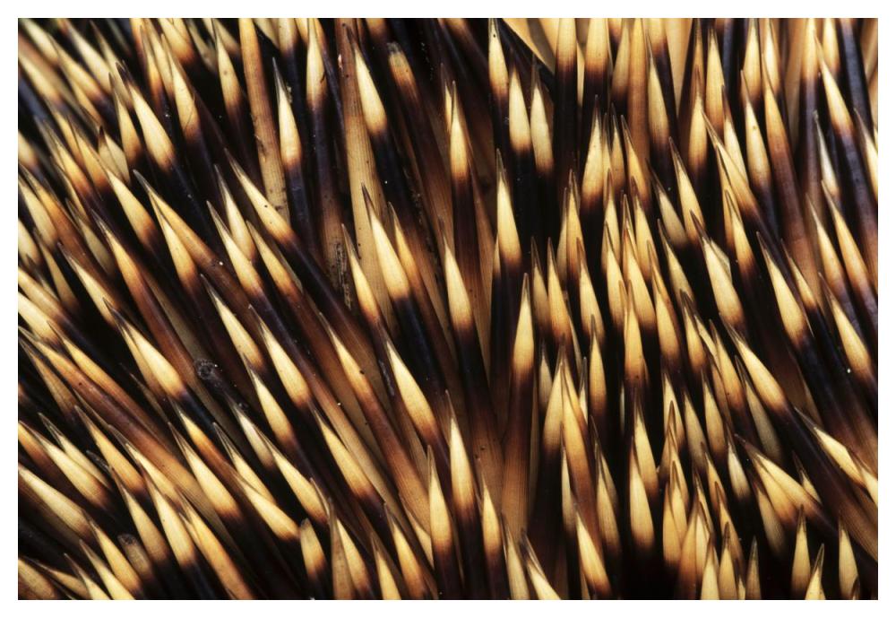 Brown-breasted Hedgehog detail of spines, Europe-Paper Art-50"x34"