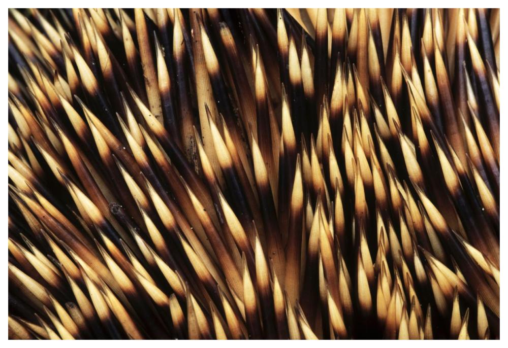 Brown-breasted Hedgehog detail of spines, Europe-Paper Art-62"x42"