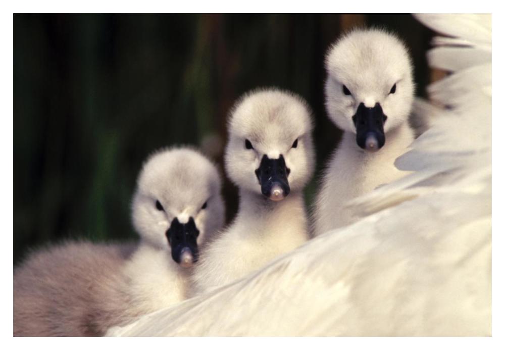 Mute Swans three cygnets on parent's back, Europe-Paper Art-20"x14"