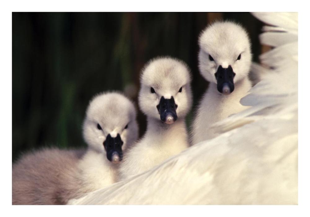 Mute Swans three cygnets on parent's back, Europe-Paper Art-26"x18"