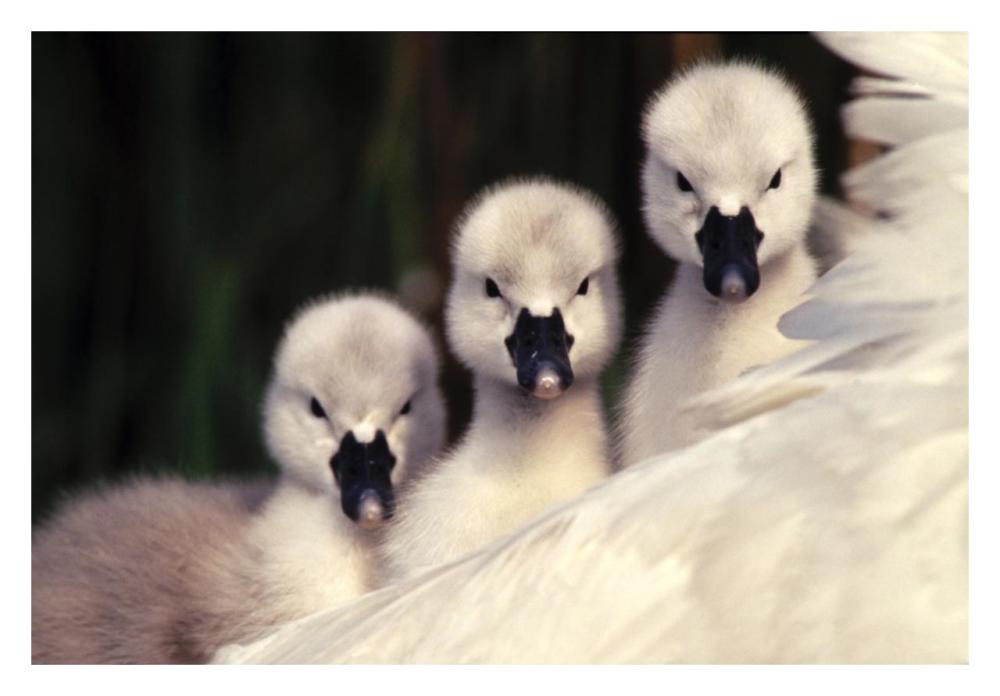 Mute Swans three cygnets on parent's back, Europe-Paper Art-32"x22"
