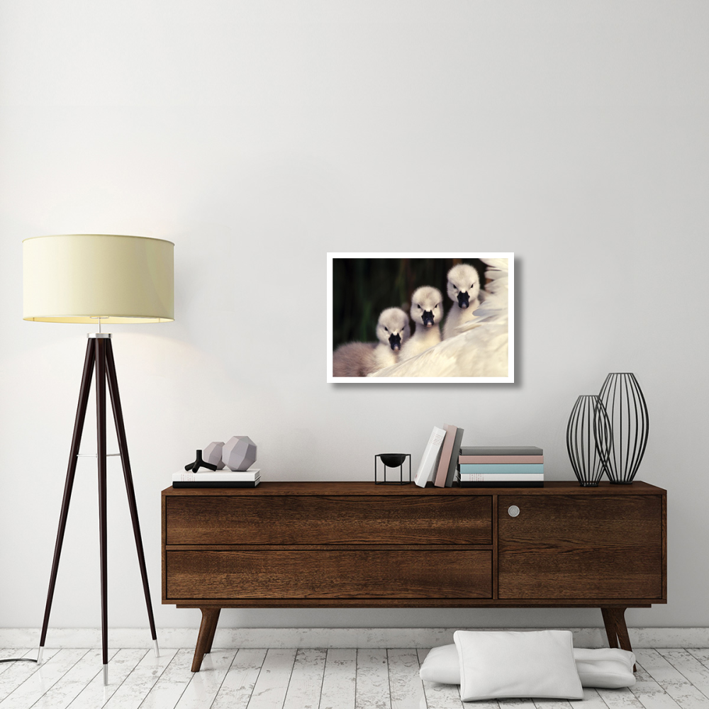 Mute Swans three cygnets on parent's back, Europe-Paper Art-32&quotx22"