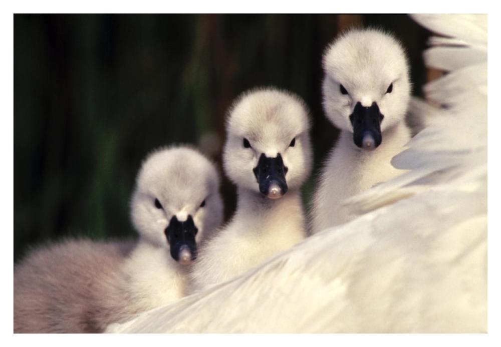 Mute Swans three cygnets on parent's back, Europe-Paper Art-38"x26"