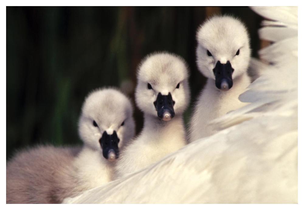 Mute Swans three cygnets on parent's back, Europe-Paper Art-50"x34"