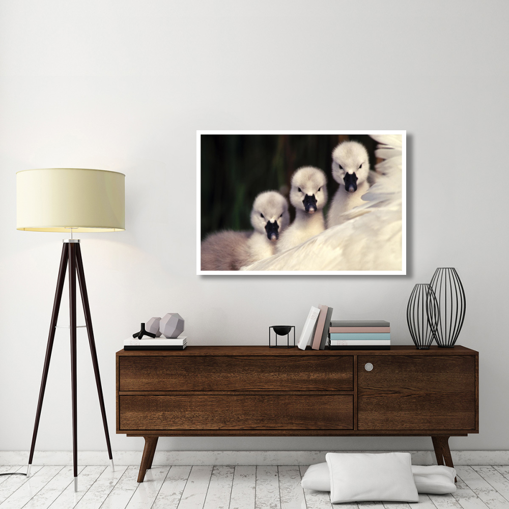 Mute Swans three cygnets on parent's back, Europe-Paper Art-50&quotx34"