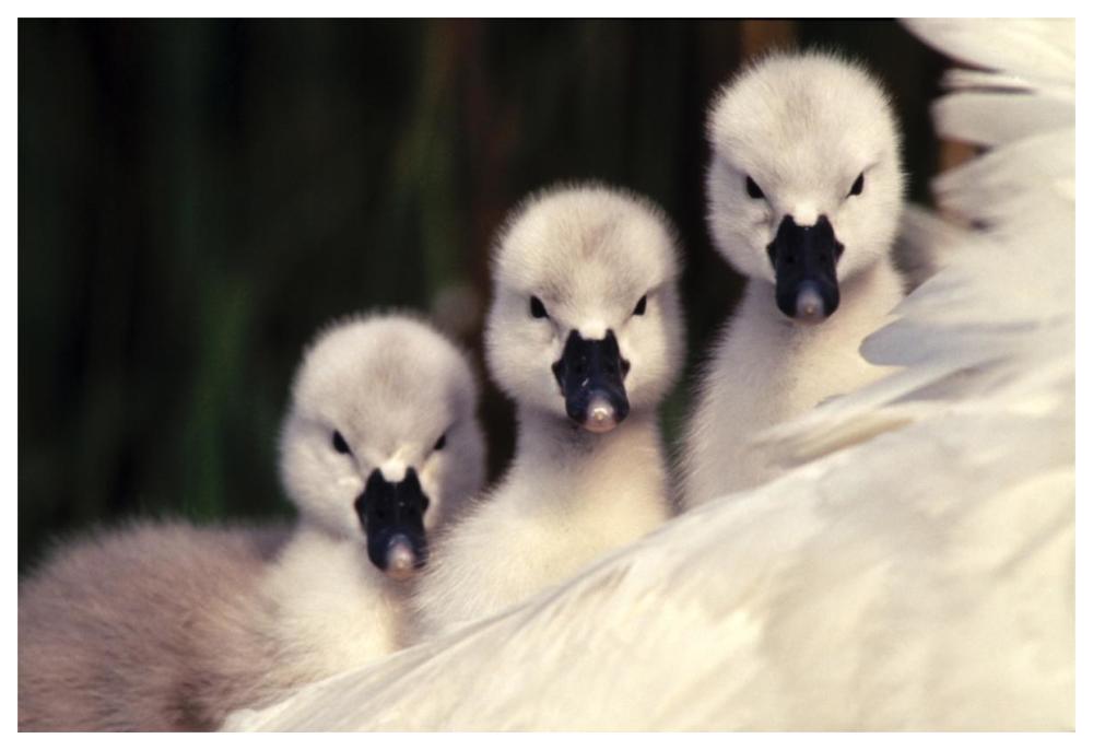 Mute Swans three cygnets on parent's back, Europe-Paper Art-62"x42"