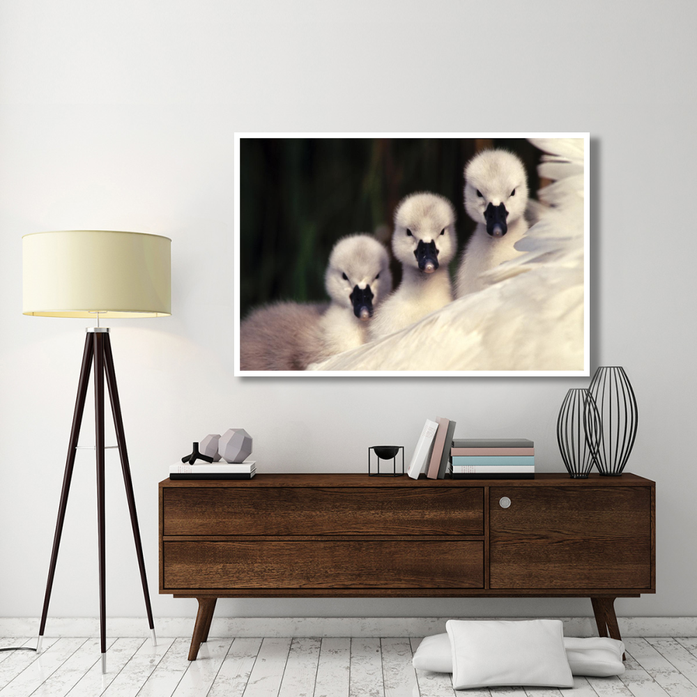 Mute Swans three cygnets on parent's back, Europe-Paper Art-62&quotx42"
