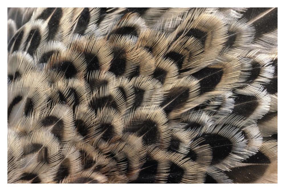 Ring-necked Pheasant close up of female's feathers, Europe-Paper Art-20"x14"