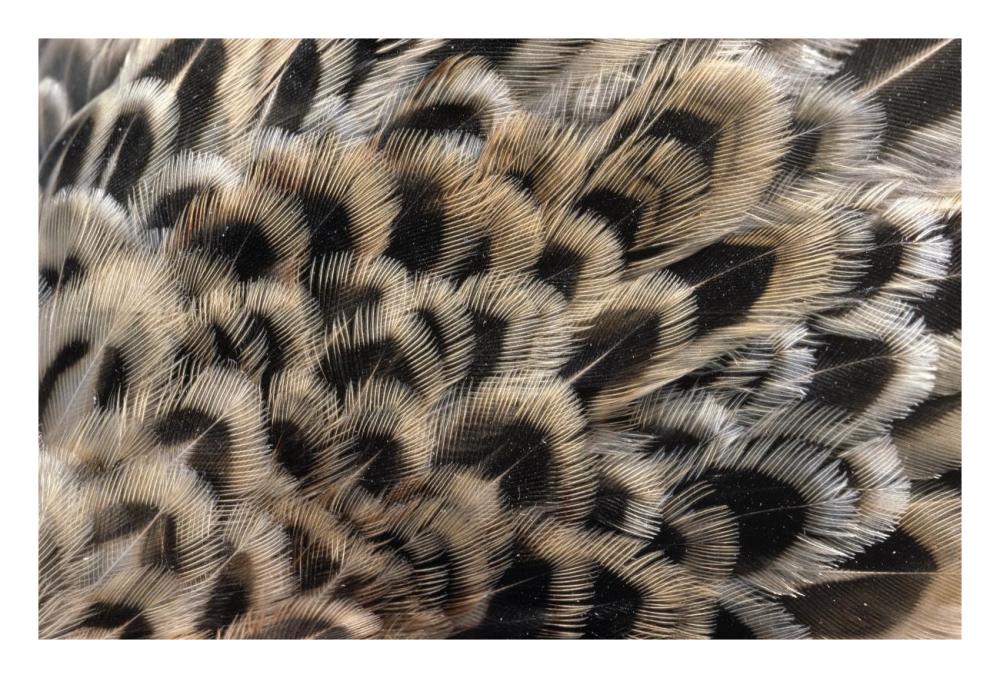 Ring-necked Pheasant close up of female's feathers, Europe-Paper Art-26"x18"
