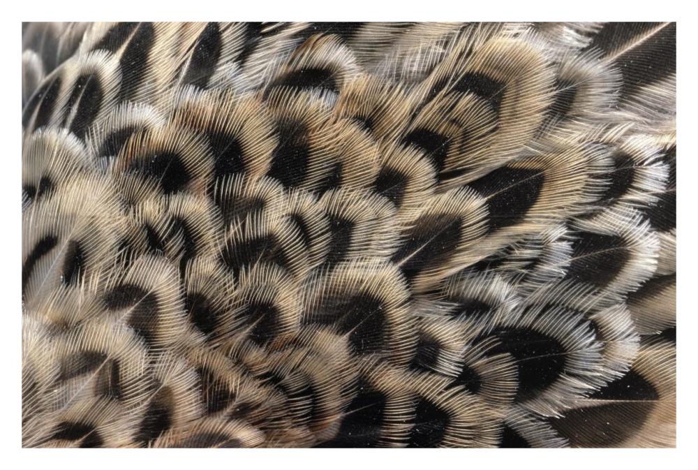 Ring-necked Pheasant close up of female's feathers, Europe-Paper Art-32"x22"