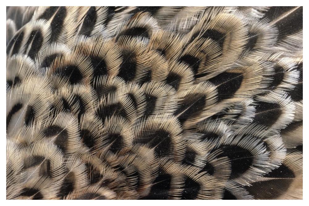 Ring-necked Pheasant close up of female's feathers, Europe-Paper Art-50"x34"