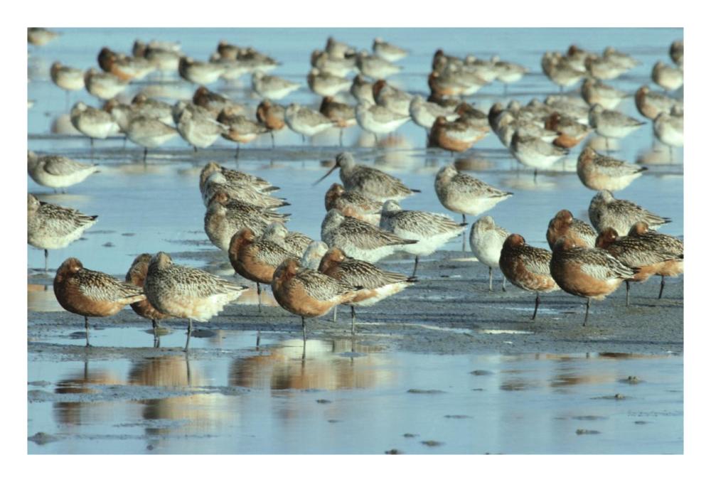 Black-tailed Godwit flock resting in estuary at high-tide, Europe-Paper Art-26"x18"
