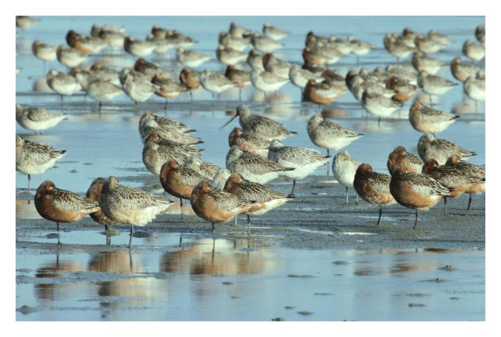 Black-tailed Godwit flock resting in estuary at high-tide, Europe-Paper Art-32"x22"