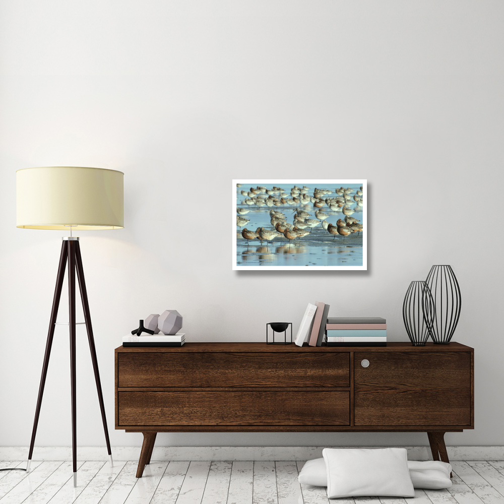 Black-tailed Godwit flock resting in estuary at high-tide, Europe-Paper Art-32&quotx22"