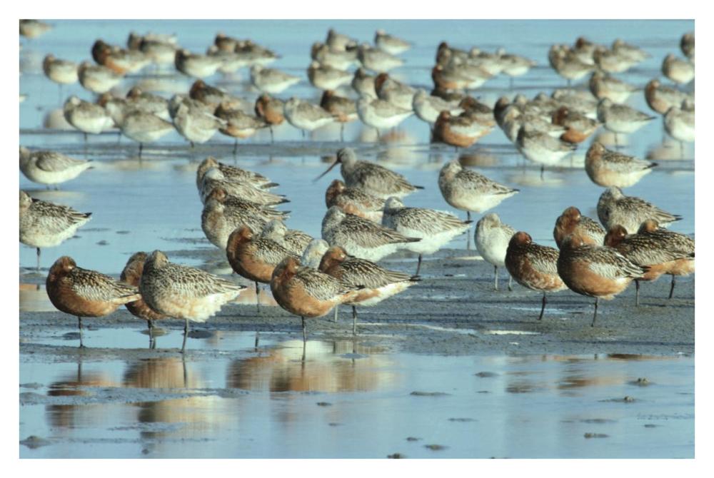 Black-tailed Godwit flock resting in estuary at high-tide, Europe-Paper Art-38"x26"