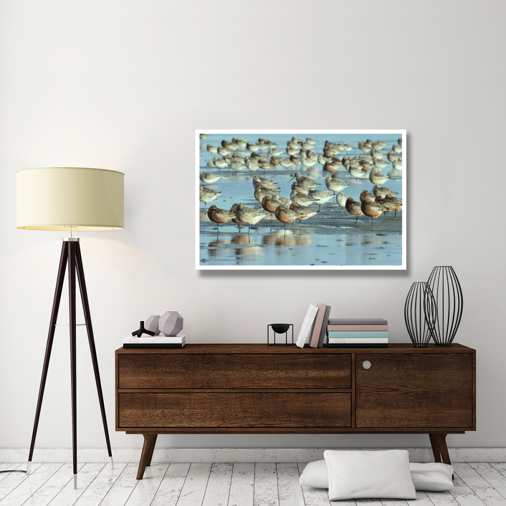Black-tailed Godwit flock resting in estuary at high-tide, Europe-Paper Art-50&quotx34"