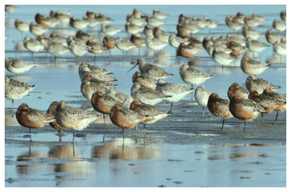 Black-tailed Godwit flock resting in estuary at high-tide, Europe-Paper Art-62"x42"